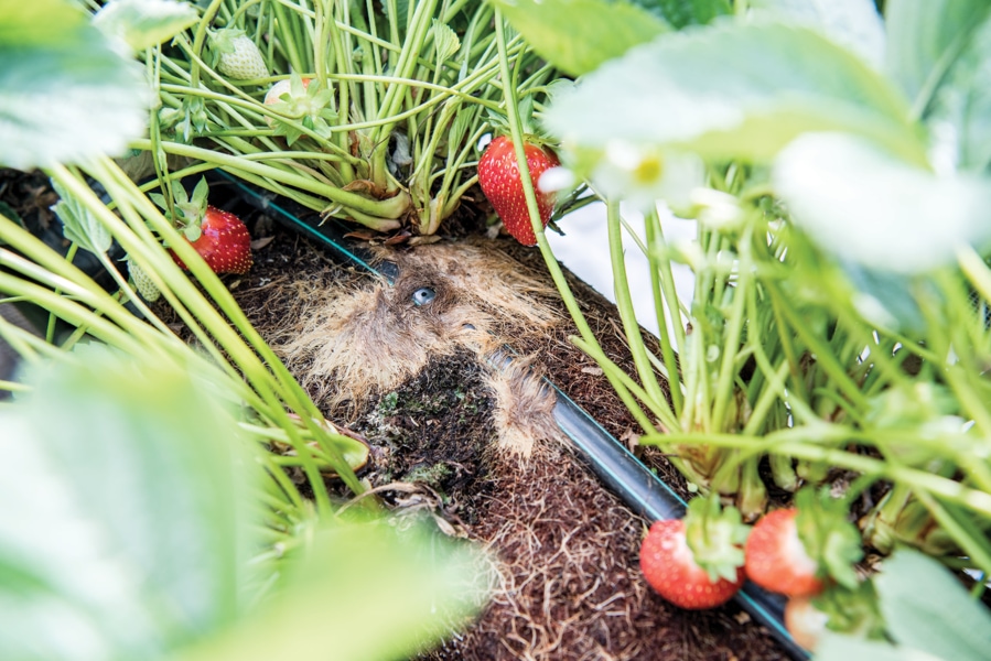 RootGuard® prevenirea infundarii radacinilor